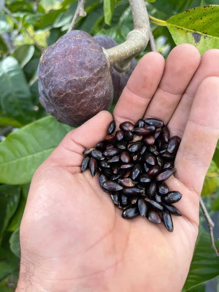 Delicious Custard Apple Seeds